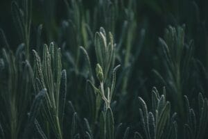 rosemary